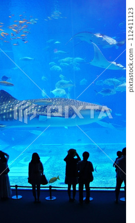 Whale shark of Okinawa Churaumi Aquarium Whale shark of Okinawa Churaumi Aquarium 112411123