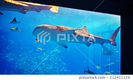 沖繩美麗海水族館的鯨鯊 112411129