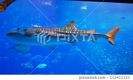 Whale shark of Okinawa Churaumi Aquarium Whale shark of Okinawa Churaumi Aquarium 112411131
