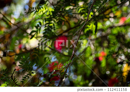 Akabana Brush Mame 112411158