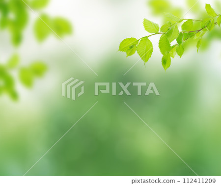 leaves on a tree branch. background with green spring leaves. close-up, green leaves in the rays leaves on a tree branch. background with green spring leaves. close-up, green leaves in the rays 112411209