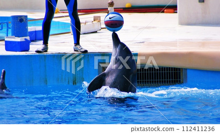 Okinawa Churaumi Aquarium Dolphin Show Okichan Theater 112411236