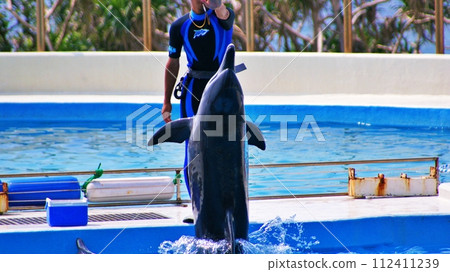 Okinawa Churaumi Aquarium Dolphin Show Okichan Theater Okinawa Churaumi Aquarium Dolphin Show Okichan Theater 112411239