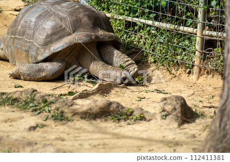 Aldabra giant tortoise 112411381