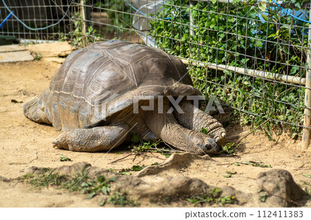 Aldabra giant tortoise Aldabra giant tortoise 112411383