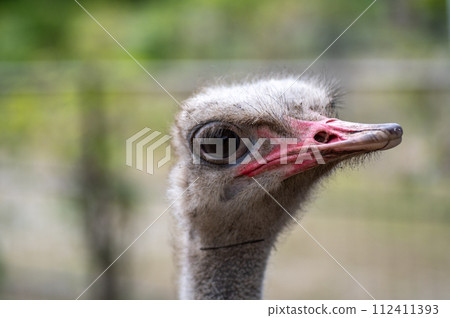 Ostrich at Neopark Okinawa Ostrich at Neopark Okinawa 112411393