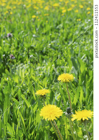 Field of yellow dandelions. Summer field. Bright yellow dandelions in the meadow. Spring and summer Field of yellow dandelions. Summer field. Bright yellow dandelions in the meadow. Spring and summer 112411553
