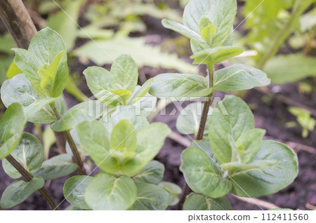 Fresh mint leaves growing in the garden. Homegrown vegetables. Fresh mint organic vegetables.  112411560