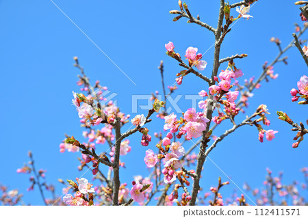 Early spring arrival Kawazu cherry blossoms blue sky background 112411571