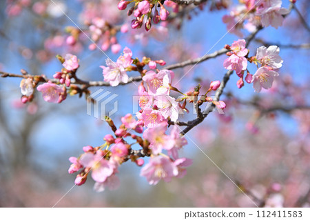 Early spring arrival Kawazu cherry blossoms blue sky background 112411583