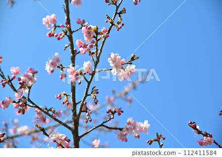 早春到來河津櫻花藍天背景 112411584