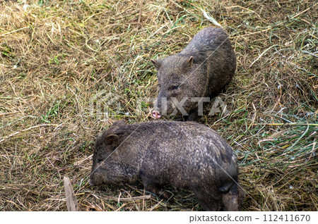 Neopark Okinawa's necked peccary 112411670