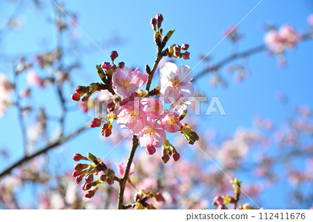 早春到來河津櫻花藍天背景 112411676