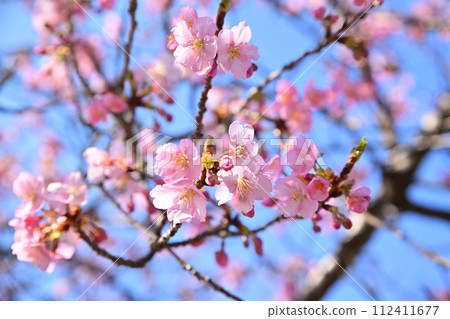 早春到來河津櫻花藍天背景 112411677