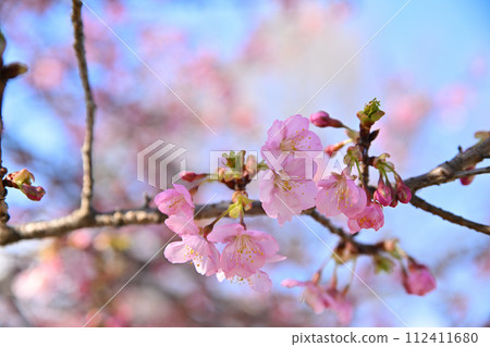 Early spring arrival Kawazu cherry blossoms blue sky background Early spring arrival Kawazu cherry blossoms blue sky background 112411680