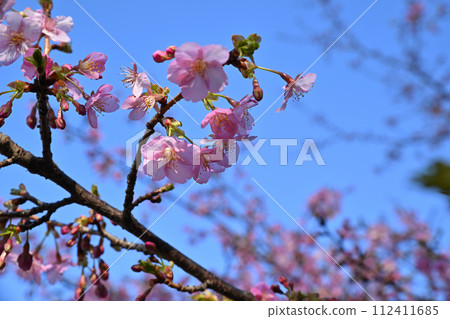 Early spring arrival Kawazu cherry blossoms blue sky background Early spring arrival Kawazu cherry blossoms blue sky background 112411685