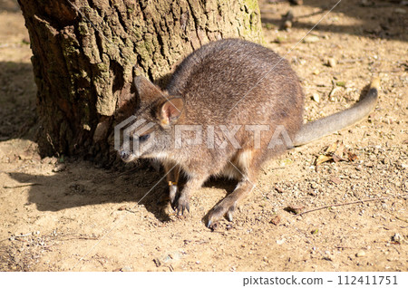 Neopark 沖繩的帕爾馬小袋鼠 112411751