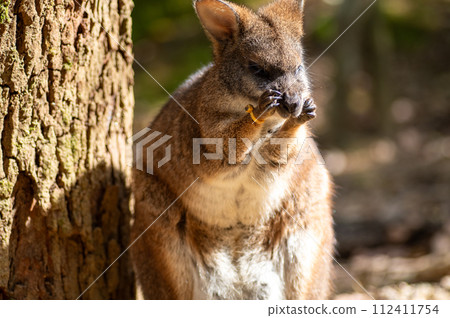 Parma wallaby at Neopark Okinawa Parma wallaby at Neopark Okinawa 112411754