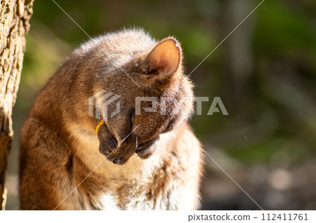 Neopark 沖繩的帕爾馬小袋鼠 Neopark 沖繩的帕爾馬小袋鼠 112411761