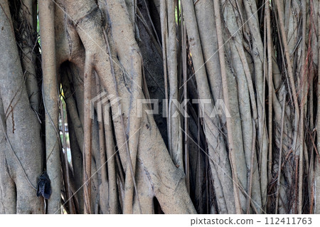 Abstract background with natural pattern of aerial roots of the tropical plant Abstract background with natural pattern of aerial roots of the tropical plant 112411763