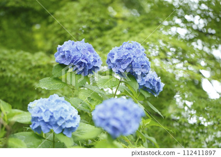 Hydrangea of Sanzenin approach 112411897