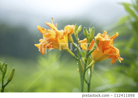 Daylily flowers in Ohara 112411898