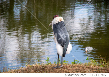 African Bald Stork 112411907