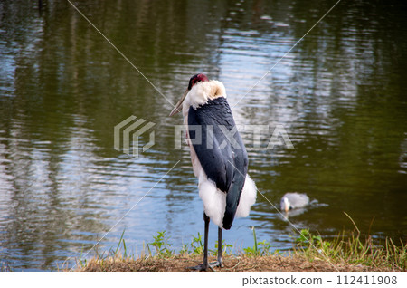 African Bald Stork 112411908
