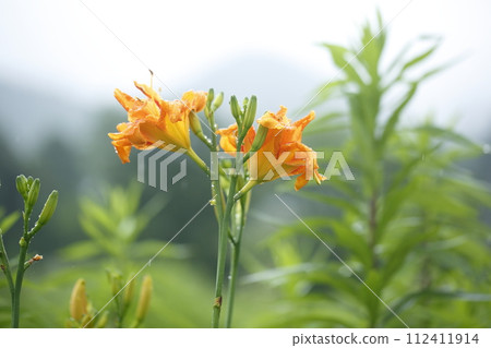 大原的黃花菜花 112411914