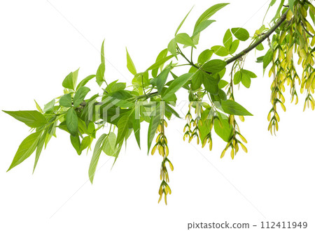 Fresh maple leaf on white. Maple branches with leaves and seeds. Calm fall season 112411949