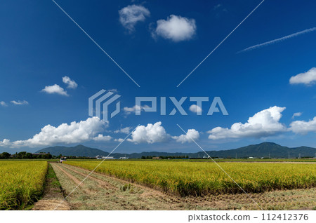 [Niigata Prefecture] Rice fields in the Echigo Plain and Mt. Yahiko and Mt. Kakuda. Autumn in the golden Echigo countryside. Ears of rice being harvested 112412376