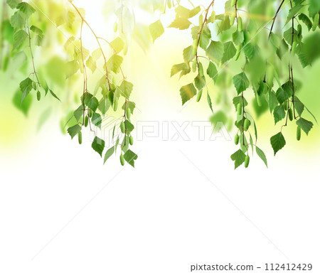 Beautiful summer birch forest.  rays of dawn. Spring morning in the forest. Sunrise. Beautiful summer birch forest.  rays of dawn. Spring morning in the forest. Sunrise. 112412429