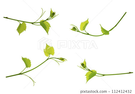 grape vines on white isolated grape vines on white isolated 112412432