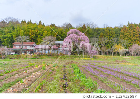 Yokota Jinya Goten Sakura Yokota Jinya Goten Sakura 112412687