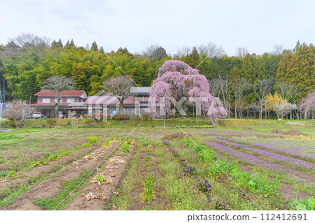 Yokota Jinya Goten Sakura Yokota Jinya Goten Sakura 112412691