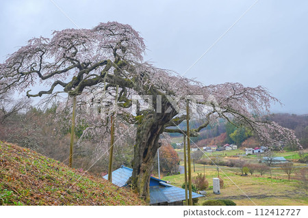 外野的垂枝櫻花 外野的垂枝櫻花 112412727