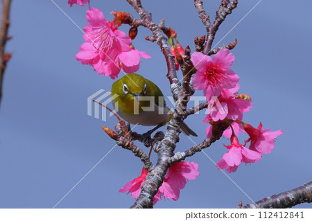 Ryukyu Kanhi cherry blossoms at Motobu Yaedake Cherry Blossom Festival venue in Motobu Town, Kunigami District, Okinawa Prefecture and Ryukyu White-eye that inhabits the Nansei Islands 112412841