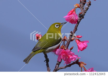 沖繩縣國頭郡本部町本部八重岳櫻花節會場的琉球寒飛櫻花和棲息在南西群島的琉球繡眼鳥 112412843
