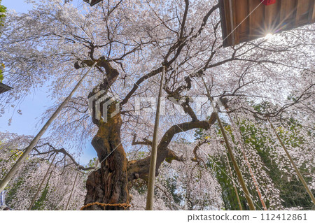 Weeping cherry blossoms at Ogawa Suwa Shrine 112412861