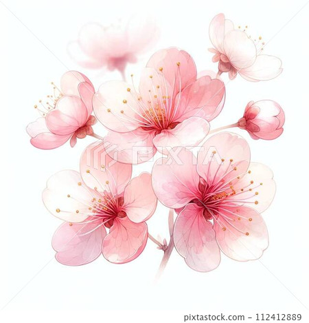 Beautiful pink cherry blossoms cherry blossom branch 112412889