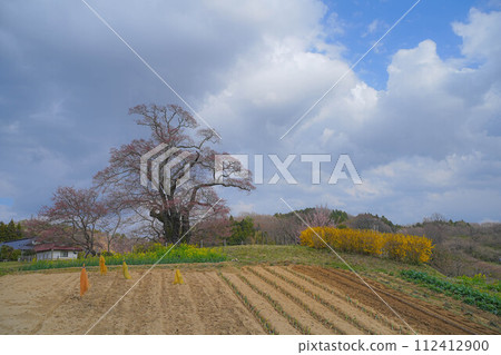 Cherry blossoms of Shioinosaki 112412900