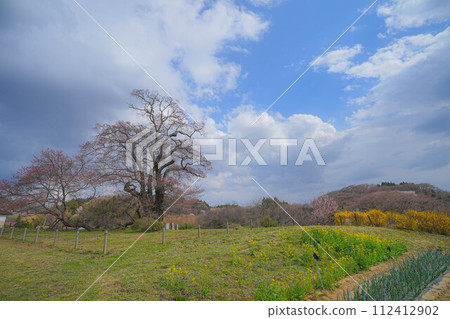 Cherry blossoms of Shioinosaki 112412902