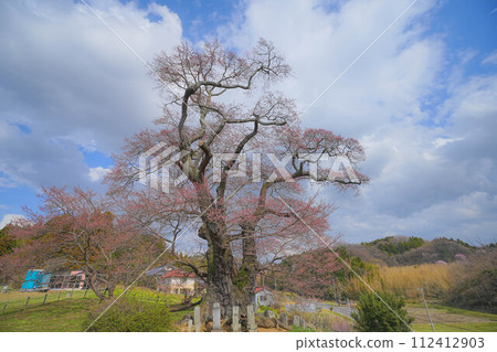 Cherry blossoms of Shioinosaki 112412903