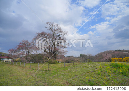 Cherry blossoms of Shioinosaki 112412908