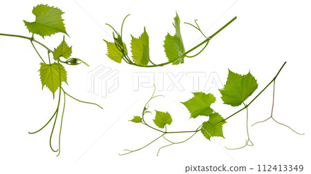 grape vines with leaves on white grape vines with leaves on white 112413349
