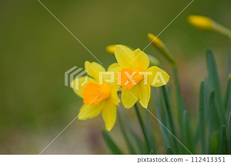 Narcissus 112413351