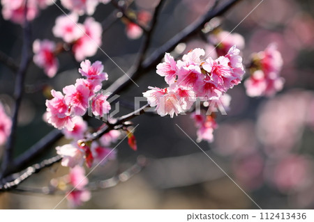 Close-up of Ryukyu Kanhizakura, one of the earliest blooming species in Japan, at Nago Castle Park Sakura Garden, Nago, Nago City, Okinawa Prefecture 112413436