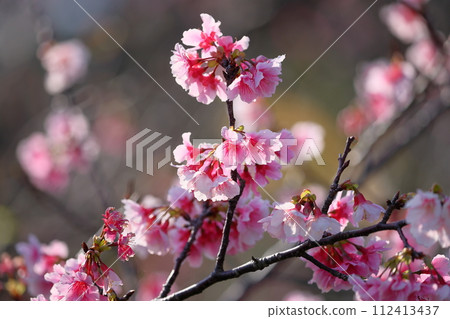 沖繩縣名護市名護市名護城公園櫻花園的日本最早開花的物種之一琉球寒日櫻的特寫鏡頭 112413437