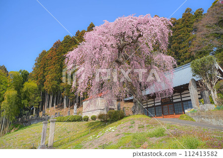 松雲寺的垂枝櫻花 松雲寺的垂枝櫻花 112413582