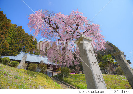 松雲寺的垂枝櫻花 112413584